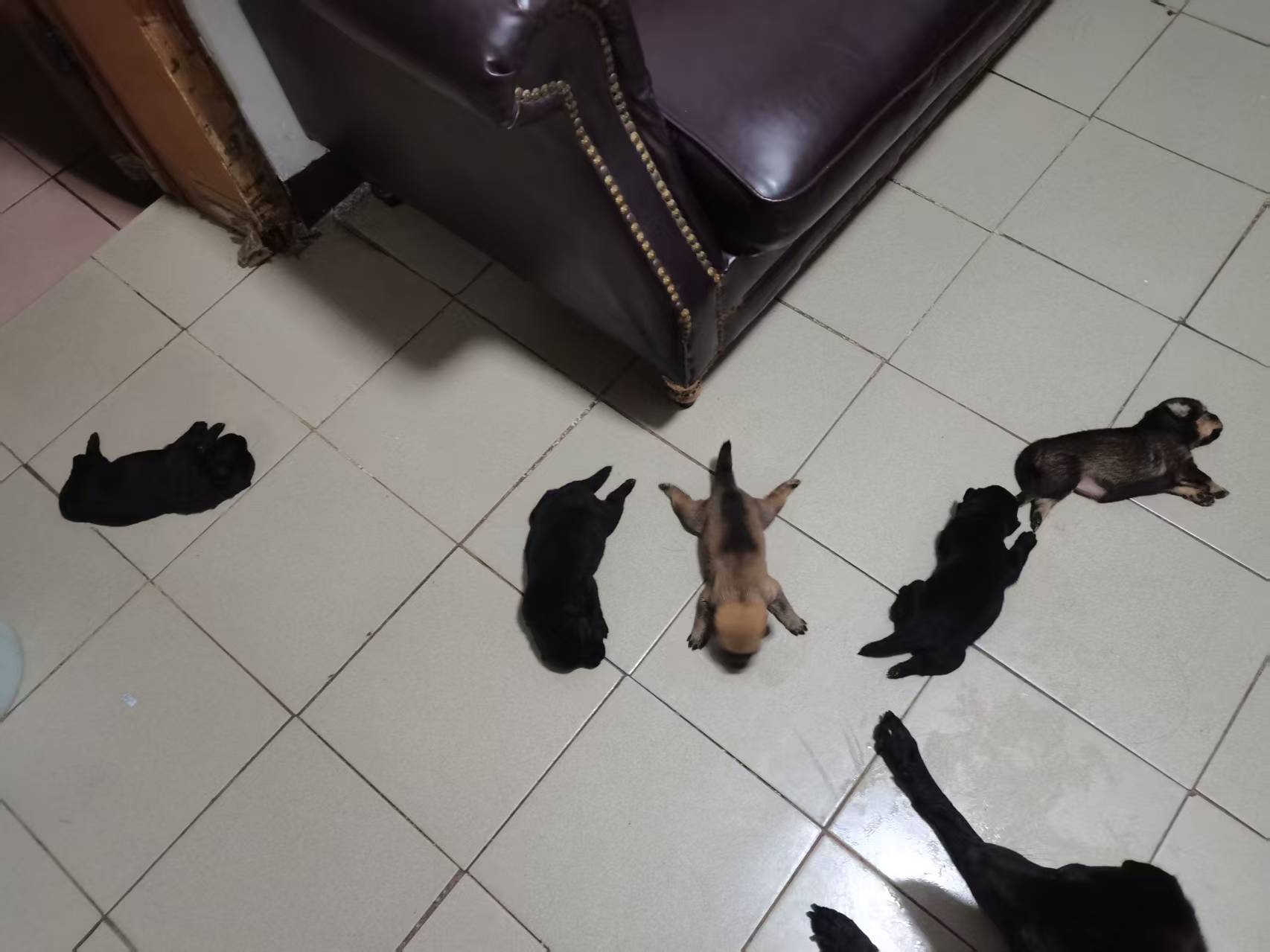 中华田园犬